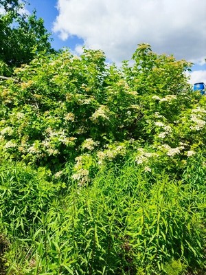 Продам дачу, куст 7 линия 15 (Окское тер. СНТ) ул, 58, Окский п, 0 км от города