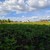 Продам участок 14,08 соток, ИЖС, Роз ул, Красный Восход п, 0 км от города