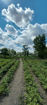 Продам дом, Дорожная ул, 46, Новоукраинское с, 0 км от города