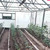 Продам дом, Зеленая (ДНП Гжельские просторы тер.) ул, 236, Раменское г, 0 км от города