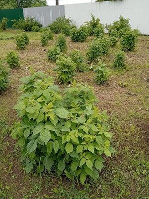 Продам дом, Лесная ул, 5, Пудость п, 0 км от города