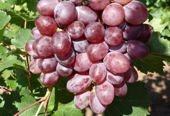 Продам дом, Опушка-1 снт, 110, Аладьино д, 0 км от города