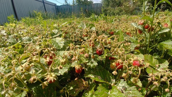 Продам дом, Клубная ул, 16, Васильевское с, 0 км от города