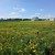 Продам участок 15 соток, ИЖС, Новосёлов ул, Захарово с, 0 км от города