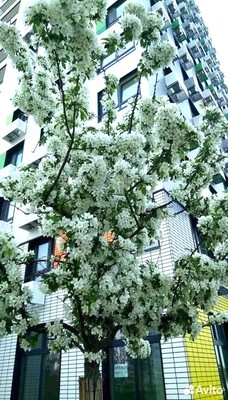 Продам двухкомнатную (2-комн.) квартиру, Александры Монаховой ул, 92к1, Коммунарка п