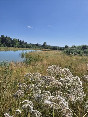 Продам участок 1 соток, Фермерское хоз., Васьково д, 0 км от города