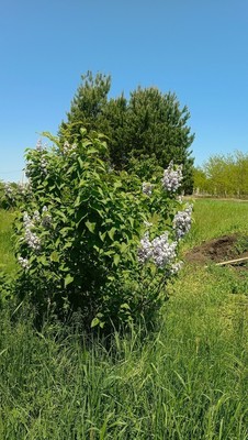 Продам участок 5 соток, ИЖС, 129А/3, Примаки с, 0 км от города