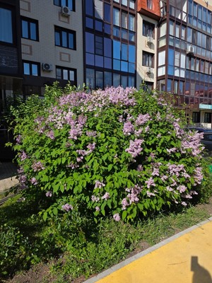 Продам трехкомнатную (3-комн.) квартиру, Никольская ул, 4к2, Ромашково с