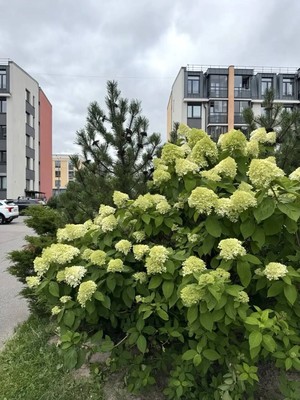Продам однокомнатную (1-комн.) квартиру, Камероновская ул, 10, Пушкин г