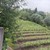 Продам участок 23 соток, ИЖС, Октябрьская ул, 32, Нижние Муллы с, 0 км от города