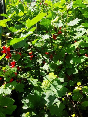 Продам дом, Солнечная ул, 4, Гатчина г, 0 км от города
