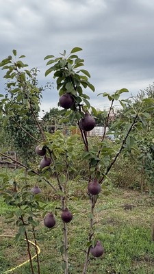 Продам дом, Дон сад, 42, Ростов-на-Дону г, 0 км от города