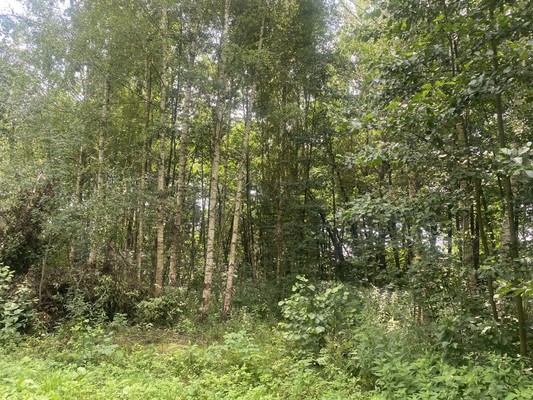Продам участок 19 соток, ИЖС, Березовая ул, Литвиново д, 0 км от города