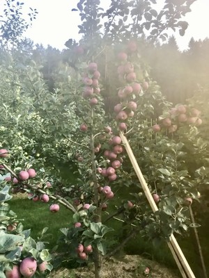 Продам дом, ДНП Вьюн Спрингс тер, 0 км от города