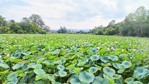 Продам участок 10 соток, ИЖС, Красногвардейская ул, 13, Хадыженск г, 0 км от города