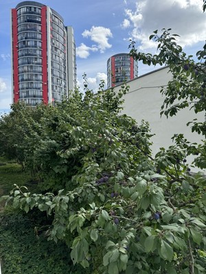 Продам однокомнатную (1-комн.) квартиру, Щусева ул, 10к3, Великий Новгород г