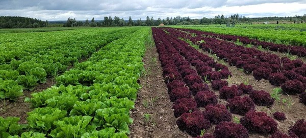 Продам землю для коммерческого использования 245 соток, Фермерское хоз., Дачное неком/партнерство Вяземские дачи тер, Пущино д