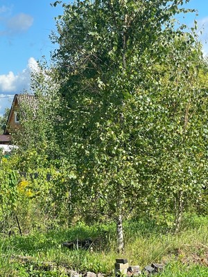Продам участок 5,14 соток, Фермерское хоз., Курортная ул, 2, Массив N2 СТ Пищевик тер., 0 км от города