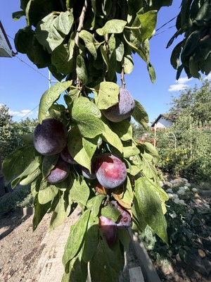 Продам дом, Речник тер. СНТ, 157, Дорожный п, 0 км от города