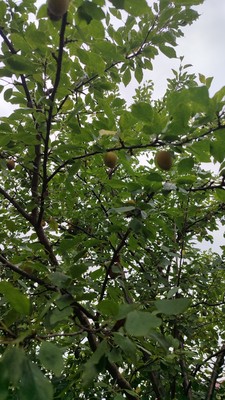 Продам дом, Водопроводная (Климовск мкр.) ул, 26, Подольск г, 0 км от города