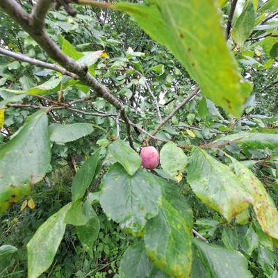 Продам дачу, 1 линия, 22, СНТ Андреевка массив 2 тер., 0 км от города