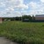 Продам участок 8 соток, ИЖС, Толочаново д, 0 км от города