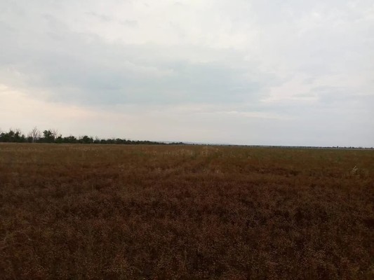 Продам участок 100 соток, ИЖС, Ильичево с, 0 км от города