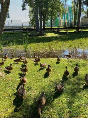 Продам участок 11 соток, ИЖС, Круги п, 0 км от города