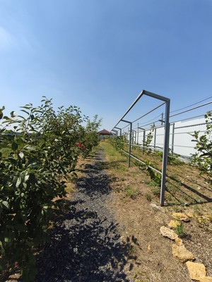 Продам участок 10 соток, ИЖС, Чехова ул, 12, Большие Салы с, 0 км от города