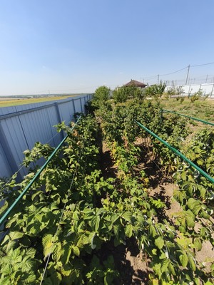 Продам участок 10 соток, ИЖС, Чехова ул, 12, Большие Салы с, 0 км от города