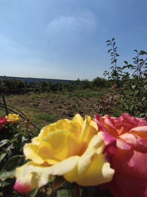 Продам участок 10 соток, ИЖС, Чехова ул, 12, Большие Салы с, 0 км от города
