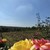 Продам участок 10 соток, ИЖС, Чехова ул, 12, Большие Салы с, 0 км от города