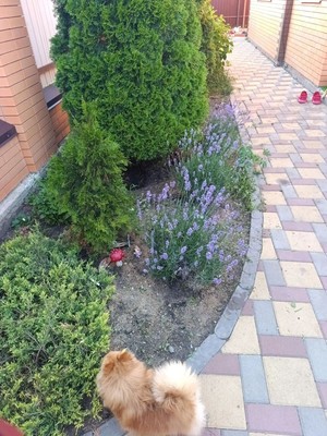 Продам дом, 8-й Лазоревый пер, 52, Ростов-на-Дону г, 0 км от города