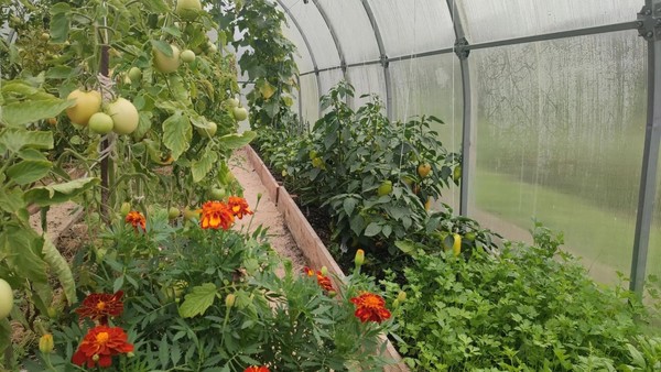 Продам участок 6 соток, Фермерское хоз., ГК Ветеран тер, Йошкар-Ола г, 0 км от города