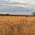 Продам участок 12 соток, ИЖС, Скворцово с, 0 км от города