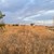 Продам участок 12 соток, ИЖС, Скворцово с, 0 км от города