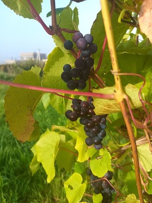Продам участок 6 соток, Фермерское хоз., 96, Иннолово д, 0 км от города