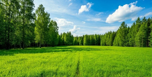 Продам участок 14,6 соток, Садоводство, Бор п, 0 км от города