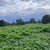 Продам участок 50 соток, ИЖС, Заручье д, 0 км от города