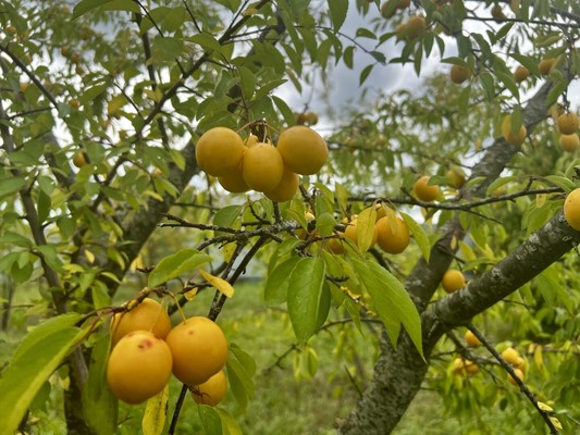 Продам дом, Туманово снт, Клейменово д, 0 км от города