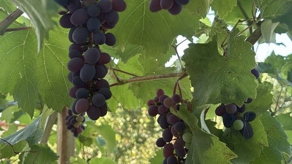 Продам дом, Солнечная (Виктория тер. ДНТ) ул, 73, Ленина х, 0 км от города