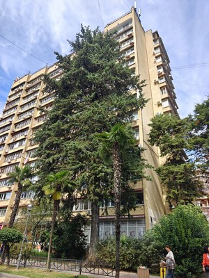 Продам двухкомнатную (2-комн.) квартиру, Островского (Центральный р-н) ул, 17/24, Сочи г