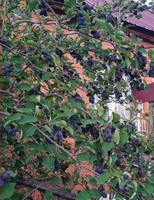 Продам коттедж, Геологов ул, 56, Ханты-Мансийск г, 0 км от города