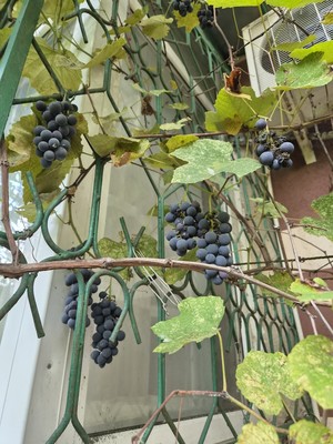Продам трехкомнатную (3-комн.) квартиру, Гагарина (Центральный р-н) ул, 10, Сочи г