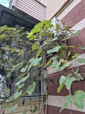 Продам трехкомнатную (3-комн.) квартиру, Гагарина (Центральный р-н) ул, 10, Сочи г