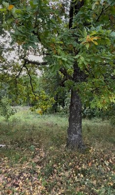 Продам участок 8 соток, Фермерское хоз., Акташ тер. СНТ, Октябрьский г, 0 км от города