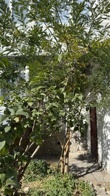 Продам трехкомнатную (3-комн.) квартиру, Фрунзе ул, 46, Бахчисарай г