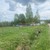 Продам участок 15 соток, ИЖС, Тихвинская ул, 88, им. Цюрупы рп, 1 км от города