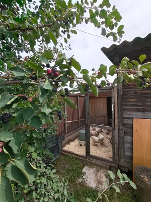 Продам дачу, Ветеран тер. СНТ, 0 км от города