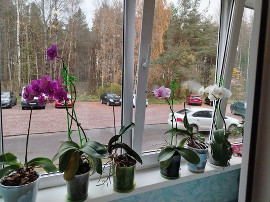 Продам трехкомнатную (3-комн.) квартиру, 5, Приладожский гп